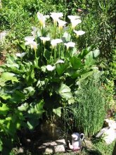 chambre d'hote Montpellier - villa ind�pendante