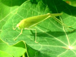 chambre d'hote Montpellier - villa ind�pendante
