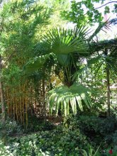 chambre d'hote Montpellier - villa ind�pendante