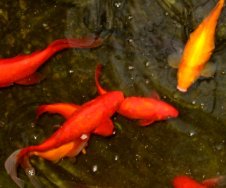 chambre d'hote Montpellier - villa ind�pendante